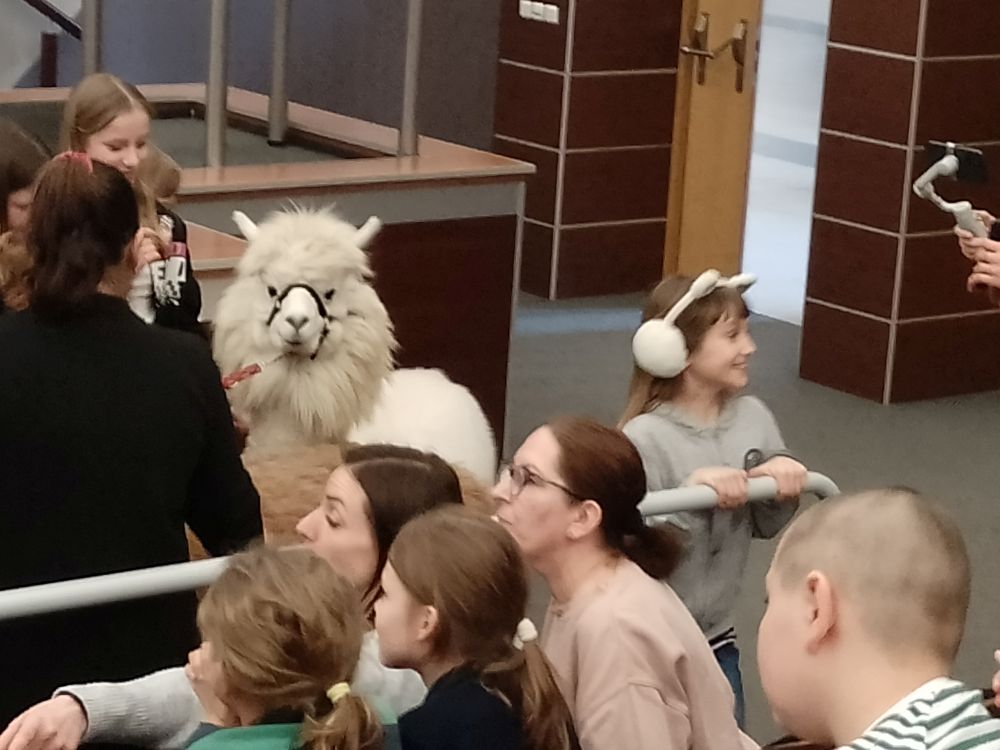 Szkoła Podstawowa nr 90 - alpaki